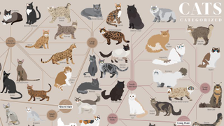 From cats categorized to comedy improvised, we’ve got suggestions